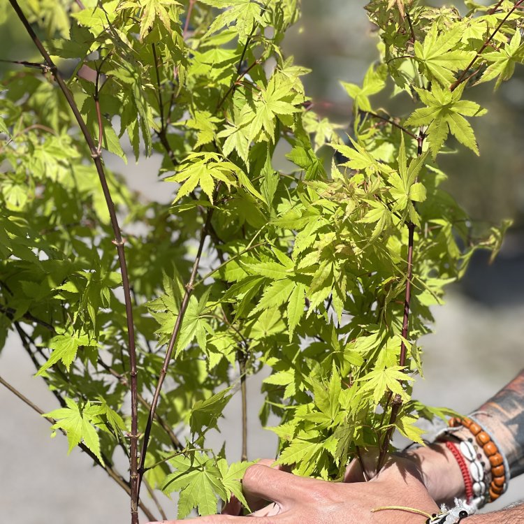 Javor dlaňolistý (Acer palmatum) ´SUMMERGOLD´ - výška 120-150 cm, kont. C15L